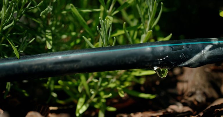 closeup-black-irrigation-pipe-with-water-droplet-forming-set-green-foliage-highlighting-scaled